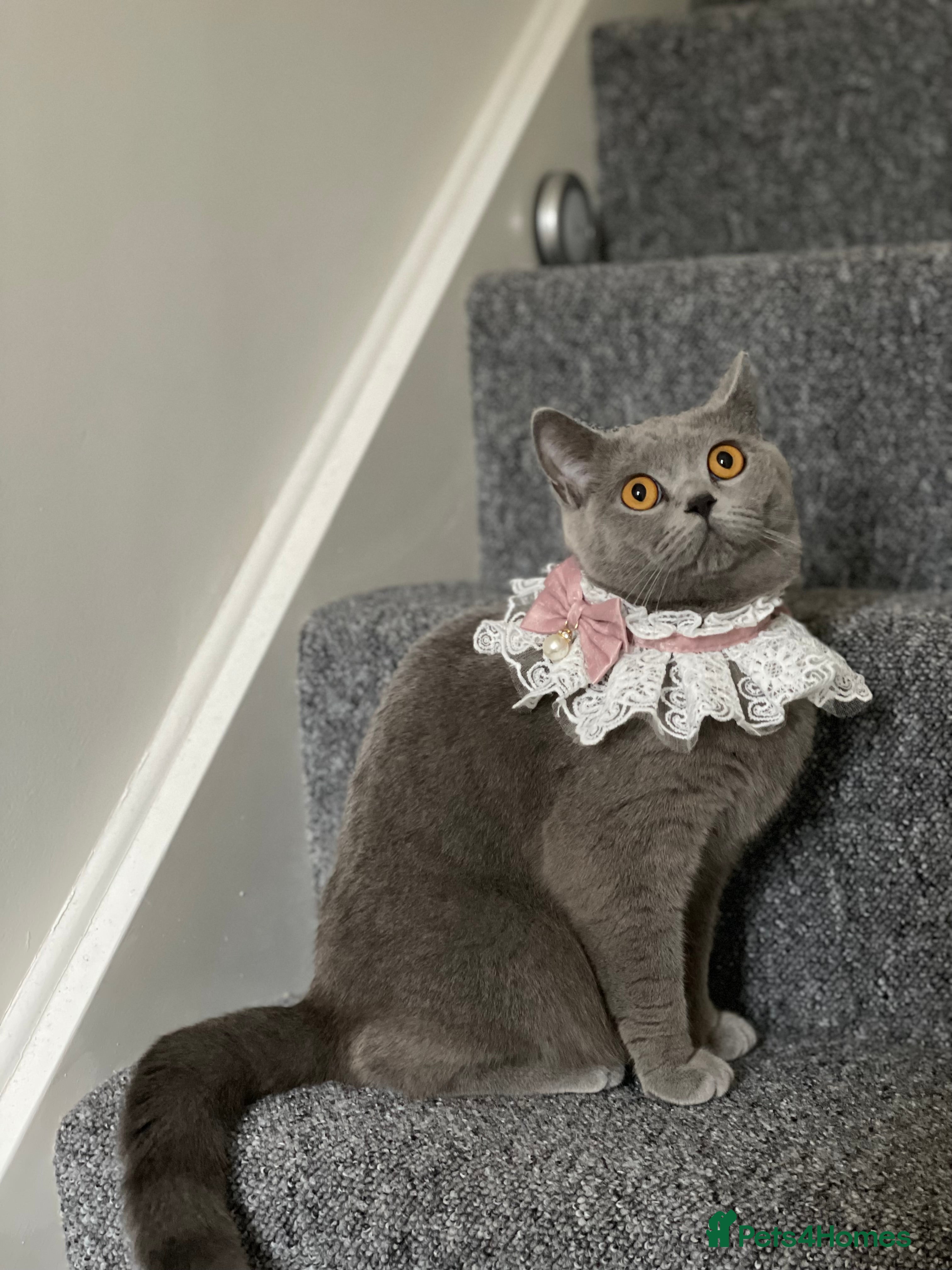 British Shorthair cats British Shorthair Kittens – 2 Boys & 2 Girls - Advert 1