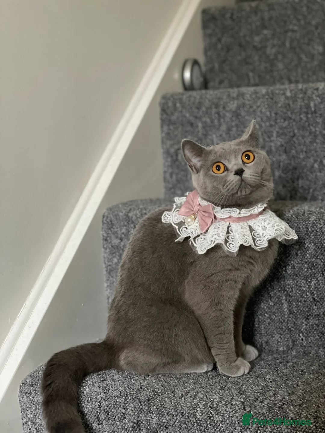 British Shorthair cats for sale: British Shorthair Kittens – 2 Boys & 2 Girls - Advert 1