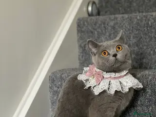 British Shorthair cats British Shorthair Kittens – 2 Boys & 2 Girls - Advert 3