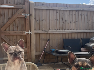 French Bulldog dogs 6 lovely French bulldog puppies - Advert 2