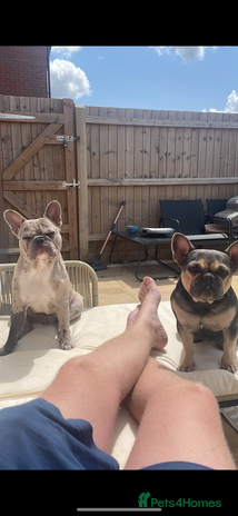 French Bulldog dogs 6 lovely French bulldog puppies - Advert 1