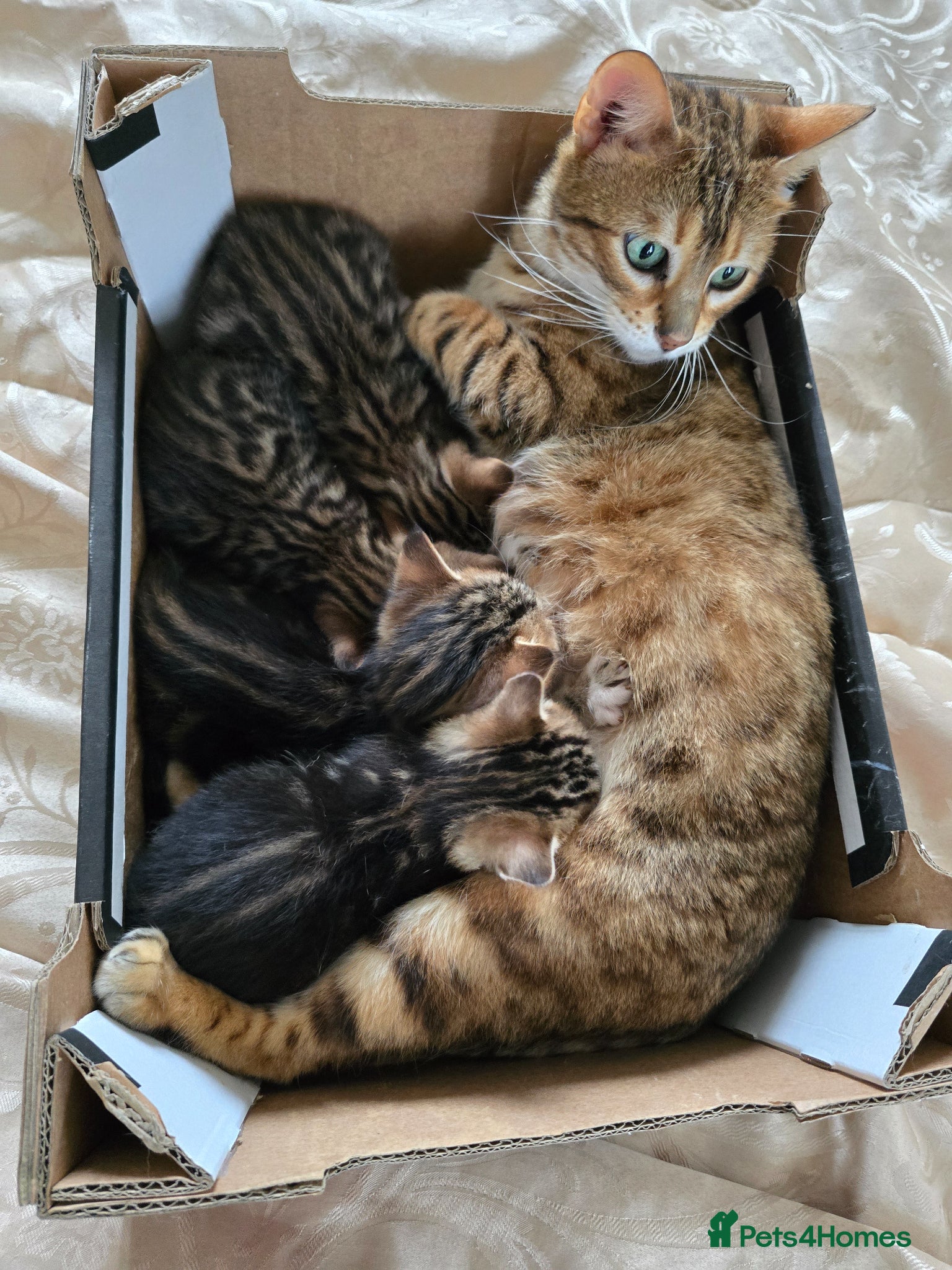 Bengal cats Mixed bengal clubs  - Advert 8