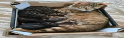 Bengal cats for sale: Mixed bengal clubs  in Holt - Advert 1