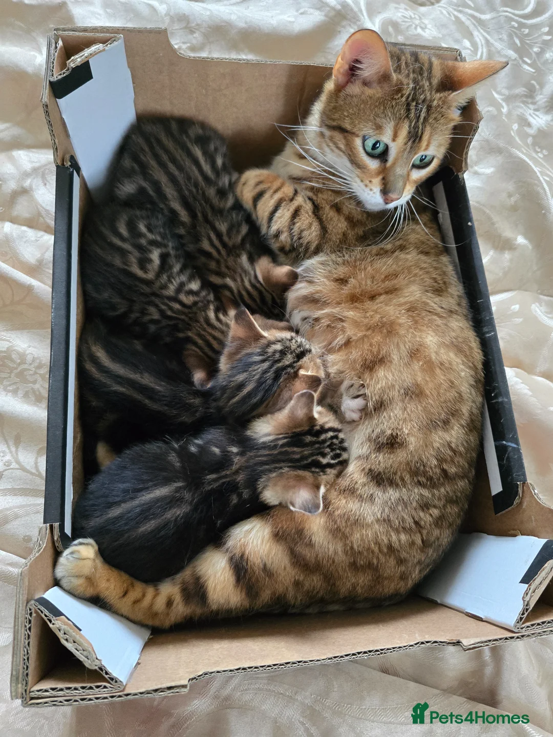 Bengal cats for sale: Mixed bengal clubs  in Holt - Advert 1