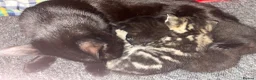 Bengal cats for sale: Beautiful Bengal cross Kittens for sale - Advert 8