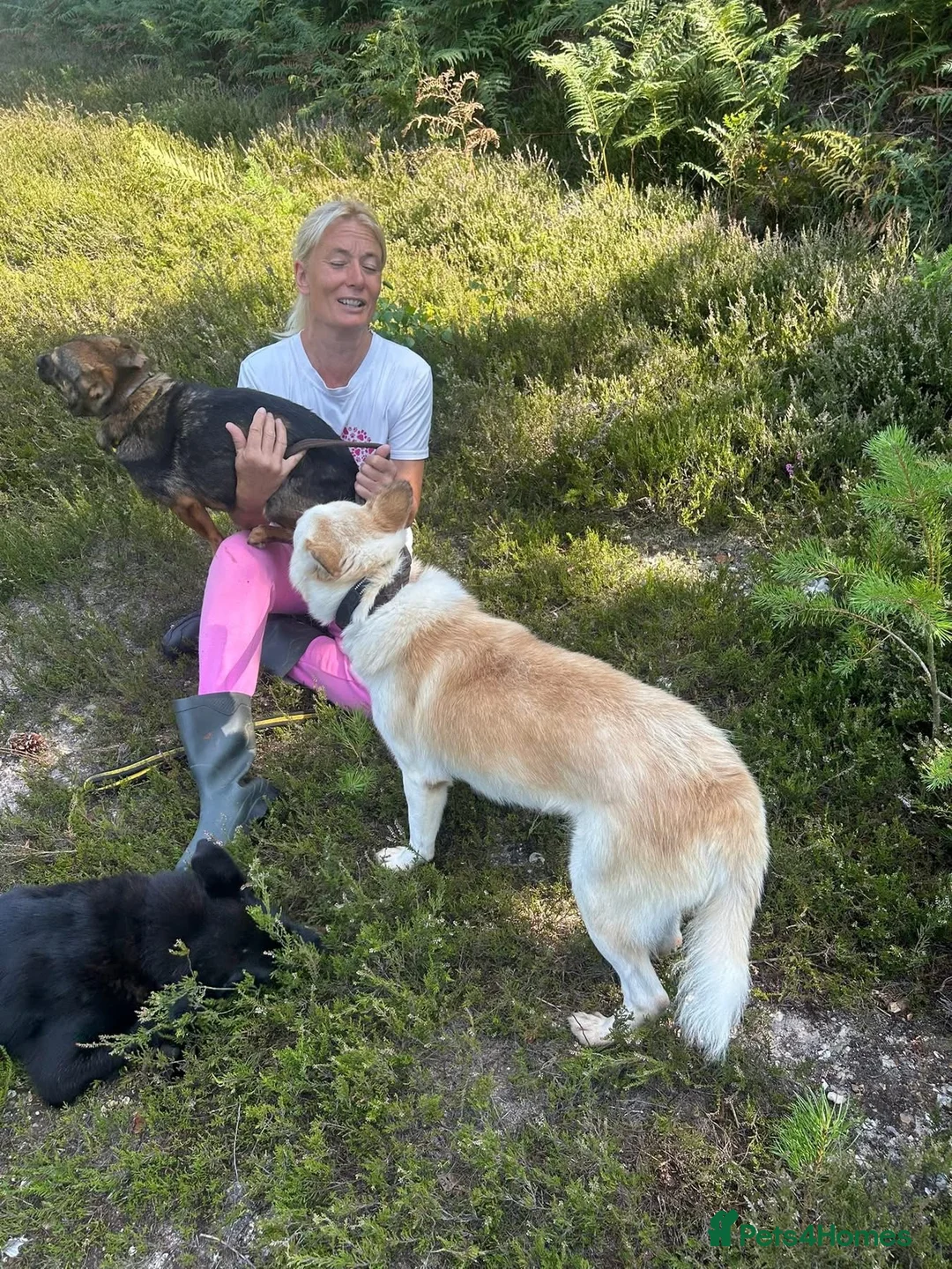 Mixed Breed dogs for adoption: Song - Norwich Norfolk  - Advert 22