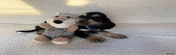 Cocker Spaniel dogs for adoption: showtime cocker spaniel puppies in Ipswich - Advert 12