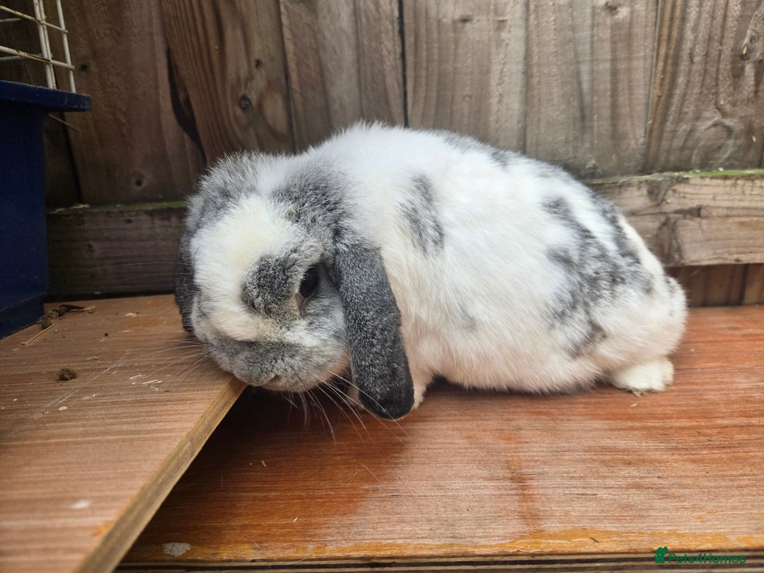 Mini Lop rabbits for sale: Stunning mini lops does - Image 2