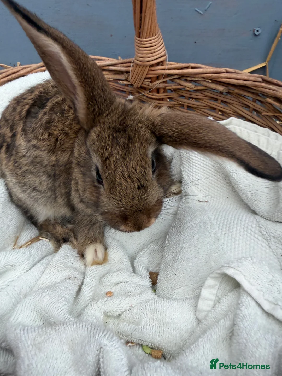 Continental Giant rabbits for sale: Giant continental bunny’s  - Advert 1