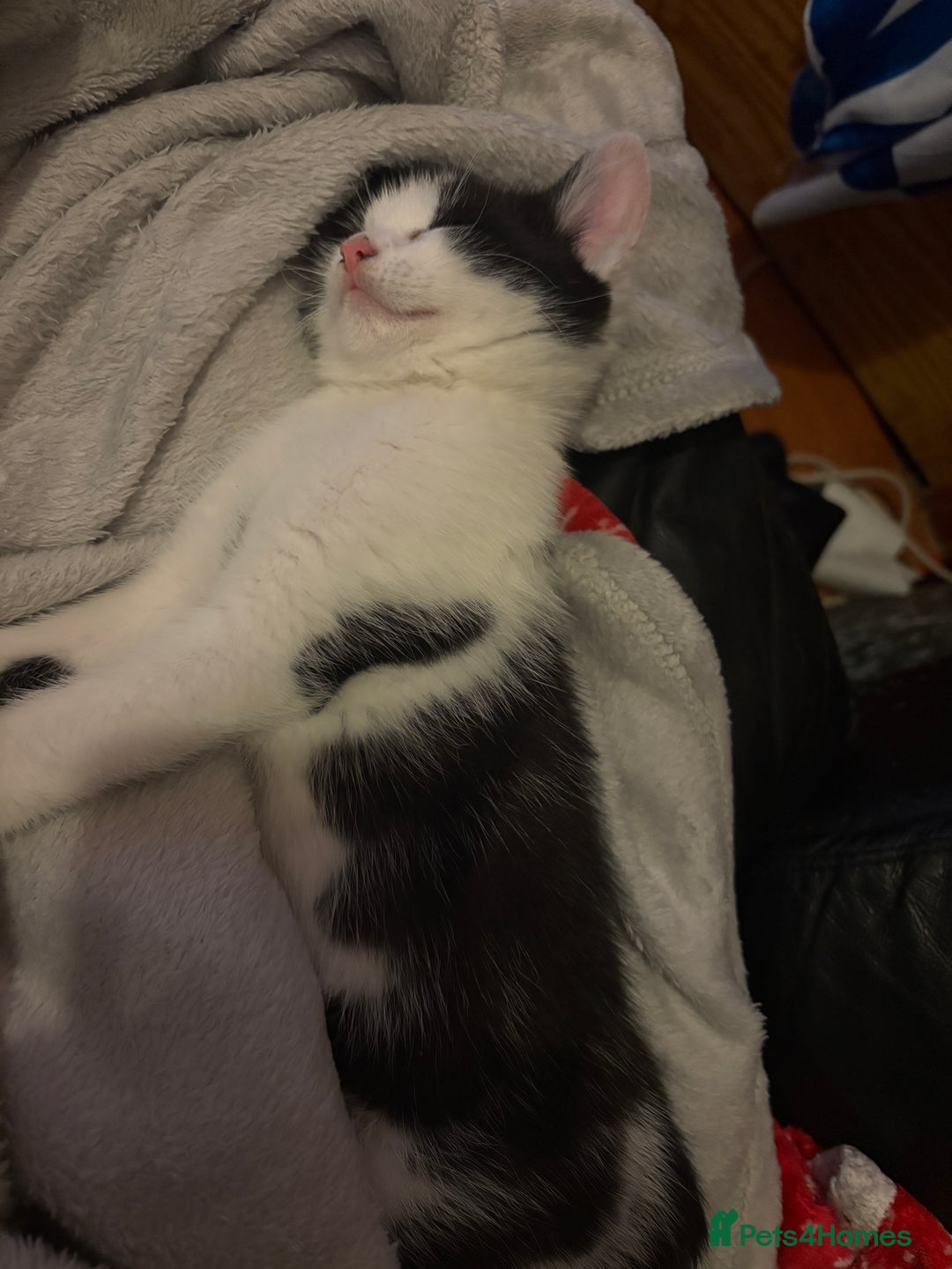 Mixed Breed cats for sale: Kittens  - Image 7