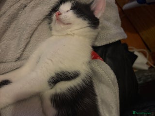 Mixed Breed cats - Advert 31