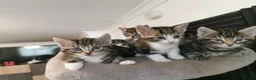 Mixed Breed cats for sale: Extra-cuddly, hand-reared, vet checked kittens  - Advert 15
