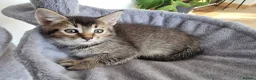 Maine Coon cats for sale: Maine Coon kittens ready to go  - Advert 13
