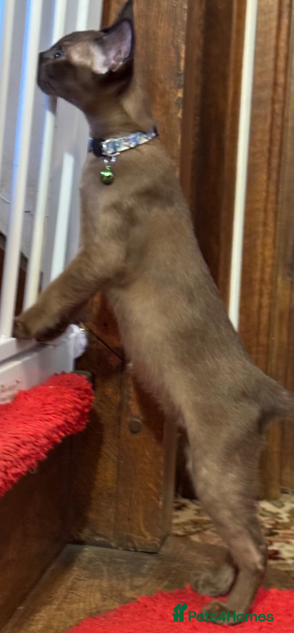 Burmese cats Burmese Kittens For Sale - Advert 2