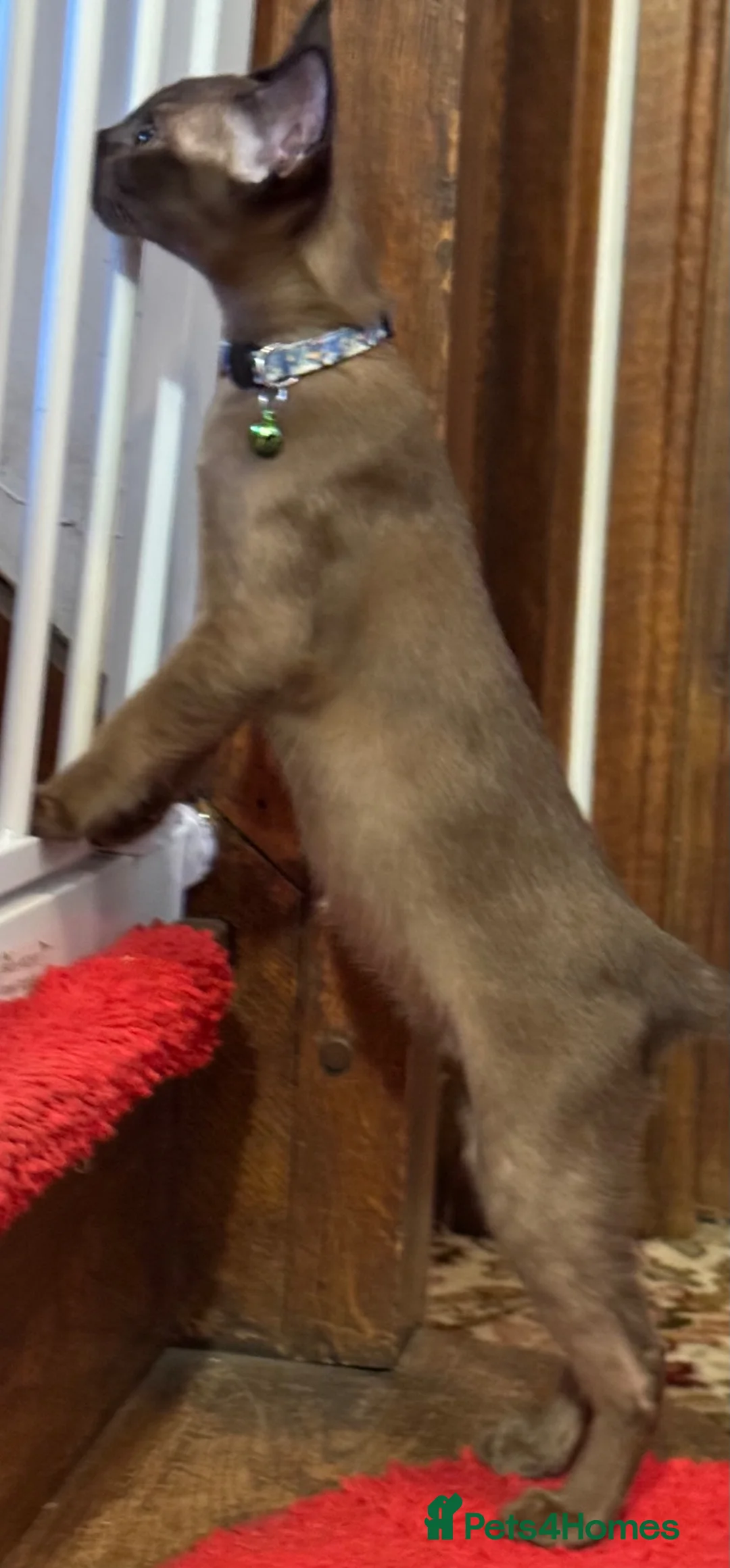 Burmese cats for sale: Burmese Kittens For Sale - Advert 2