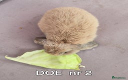 Mini Lop rabbits for sale: CUTE MINI-LOPS - Image 5