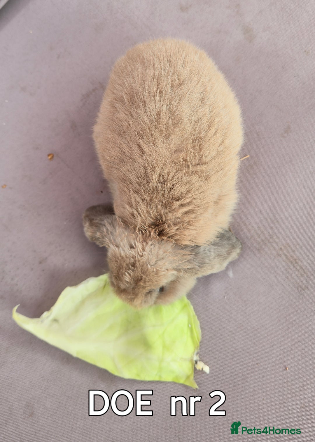 Mini Lop rabbits for sale: CUTE MINI-LOPS - Image 5