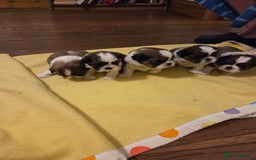 Shih Tzu dogs for sale: 5 stunning kc registered shih tzu pups - Image 9