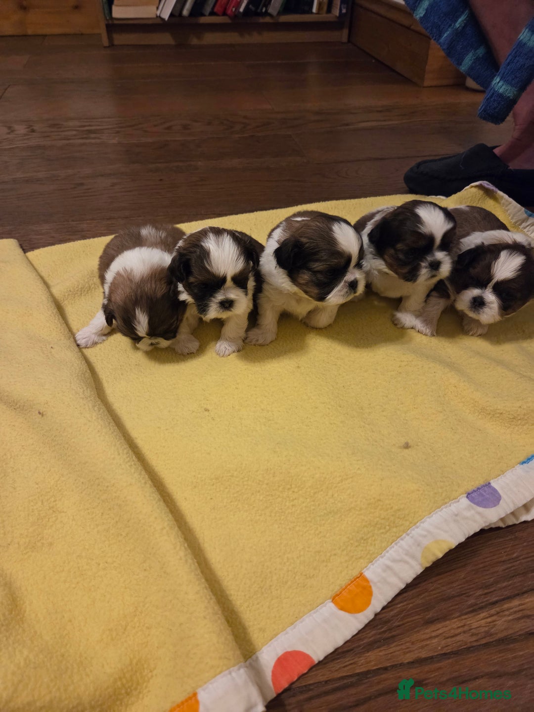 Shih Tzu dogs for sale: 5 stunning kc registered shih tzu pups - Image 9