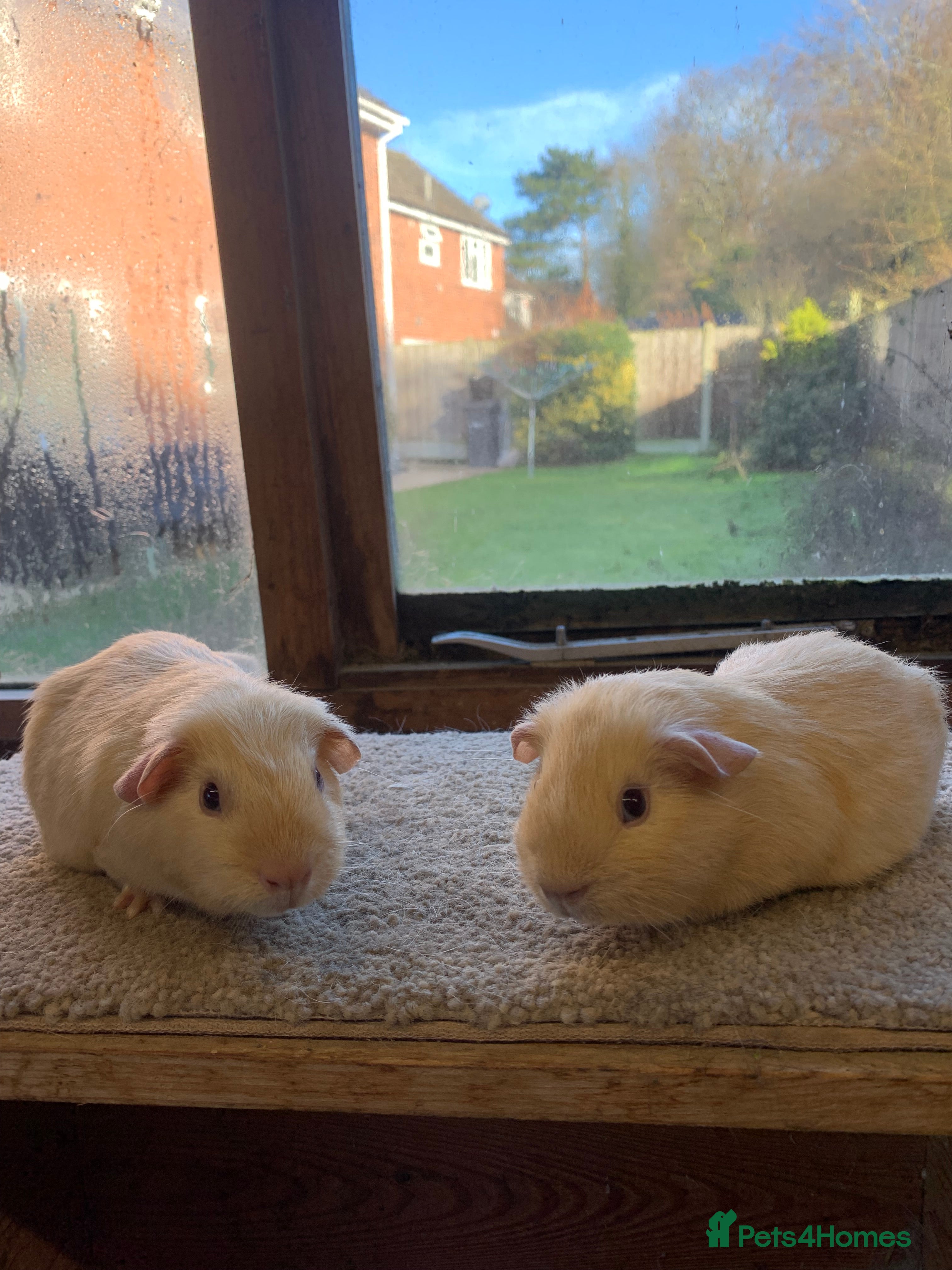 Guinea Pig rodents Sweet Pair of Baby Short Coated Guinea Pig Boars - Advert 3