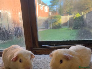 Guinea Pig rodents Sweet Pair of Baby Short Coated Guinea Pig Boars - Advert 3