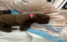 Mixed Breed dogs for sale: Beautiful Family-Raised Sheprador Puppies - Image 30