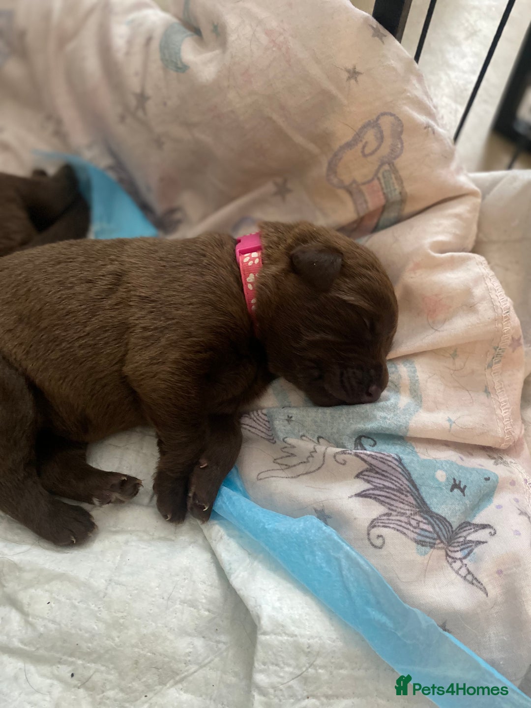 Mixed Breed dogs for sale: Beautiful Family-Raised Sheprador Puppies - Image 30