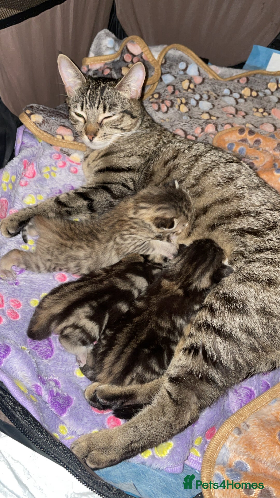 Mixed Breed cats for sale: Kittens For Sale  - Advert 1