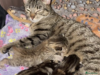 Mixed Breed cats Kittens For Sale - Advert 1