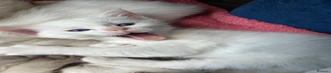 Ragdoll Kitten 1