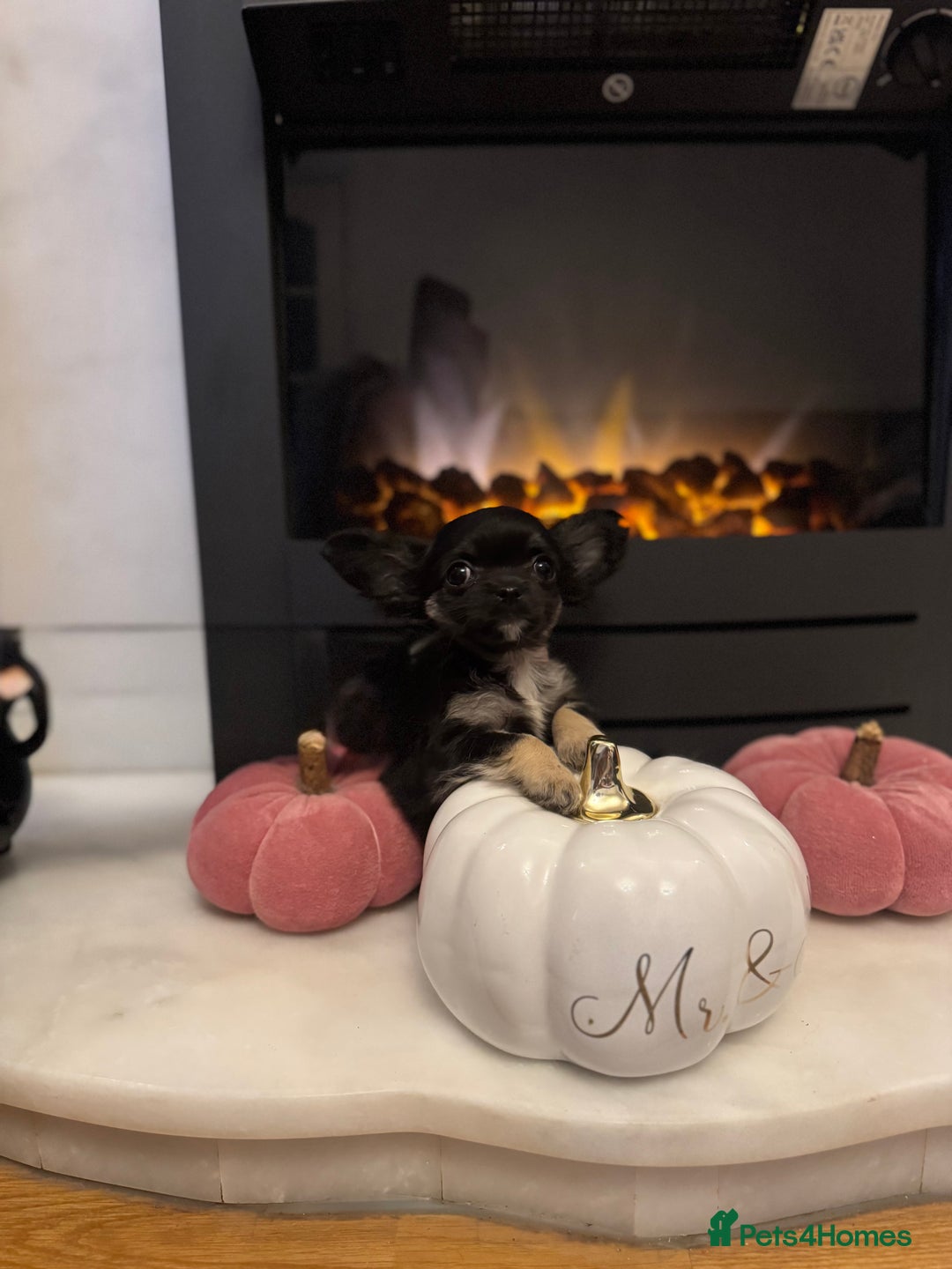 Chihuahua dogs for sale: One left! KC Reg Chihuahua Puppies-  Ready Now - Image 22