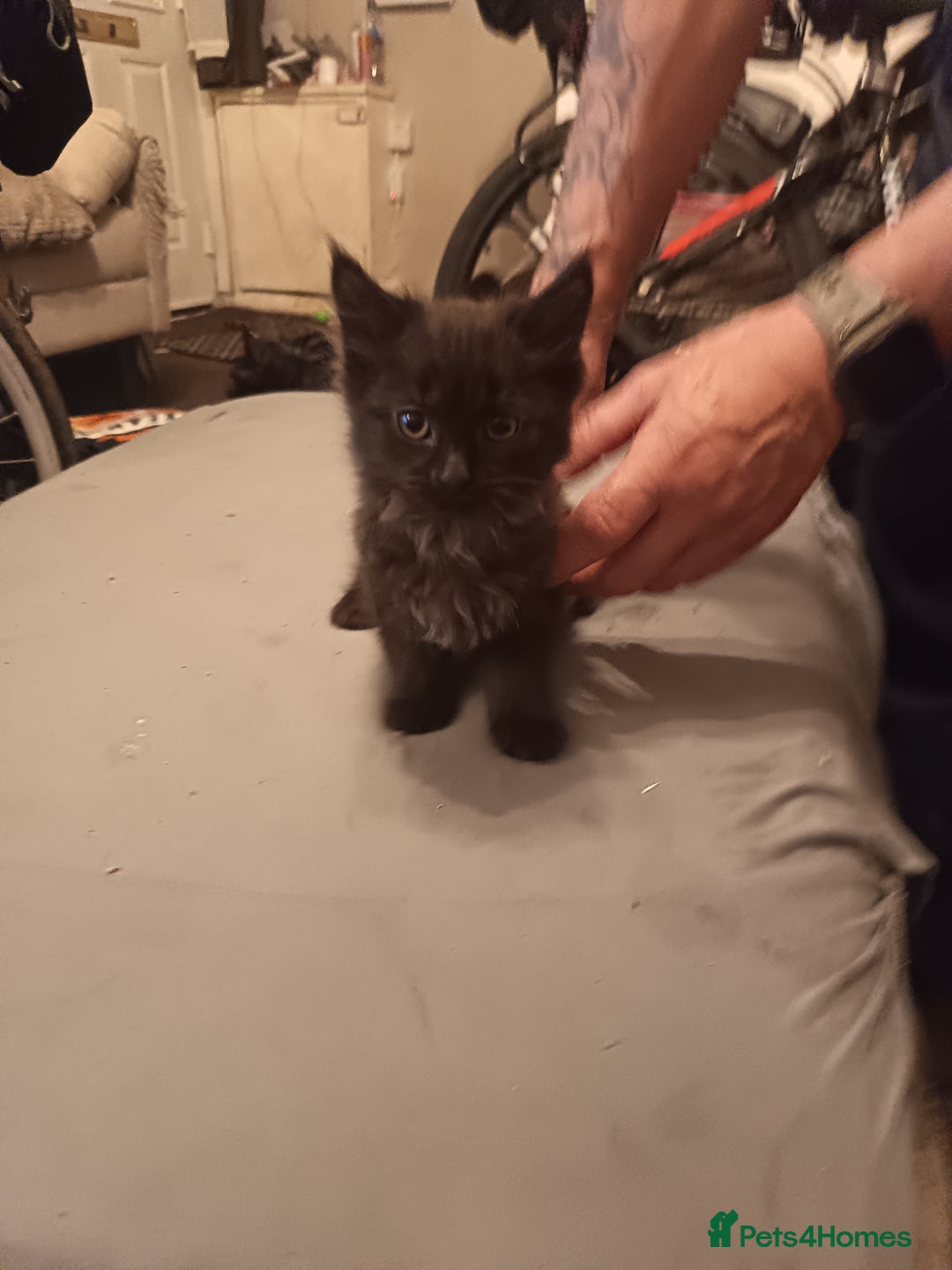 Mixed Breed cats for sale: Kittens - Advert 6