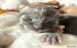 Maine Coon cats for sale: ANDERPRIDE HAVE KITTENS- INTEREST  OPEN  - Image 34