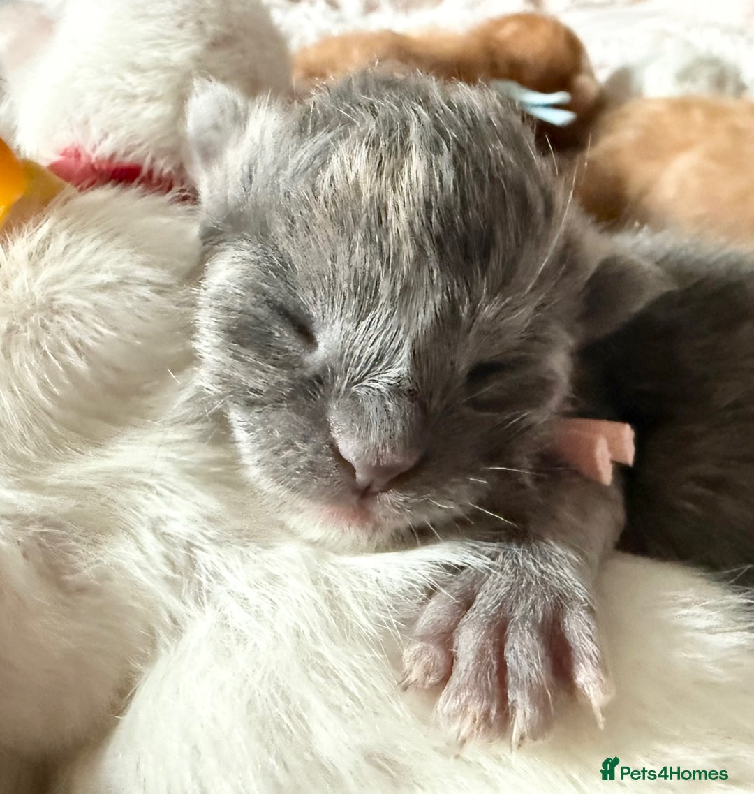 Maine Coon cats for sale: ANDERPRIDE HAVE KITTENS- INTEREST  OPEN  - Image 34