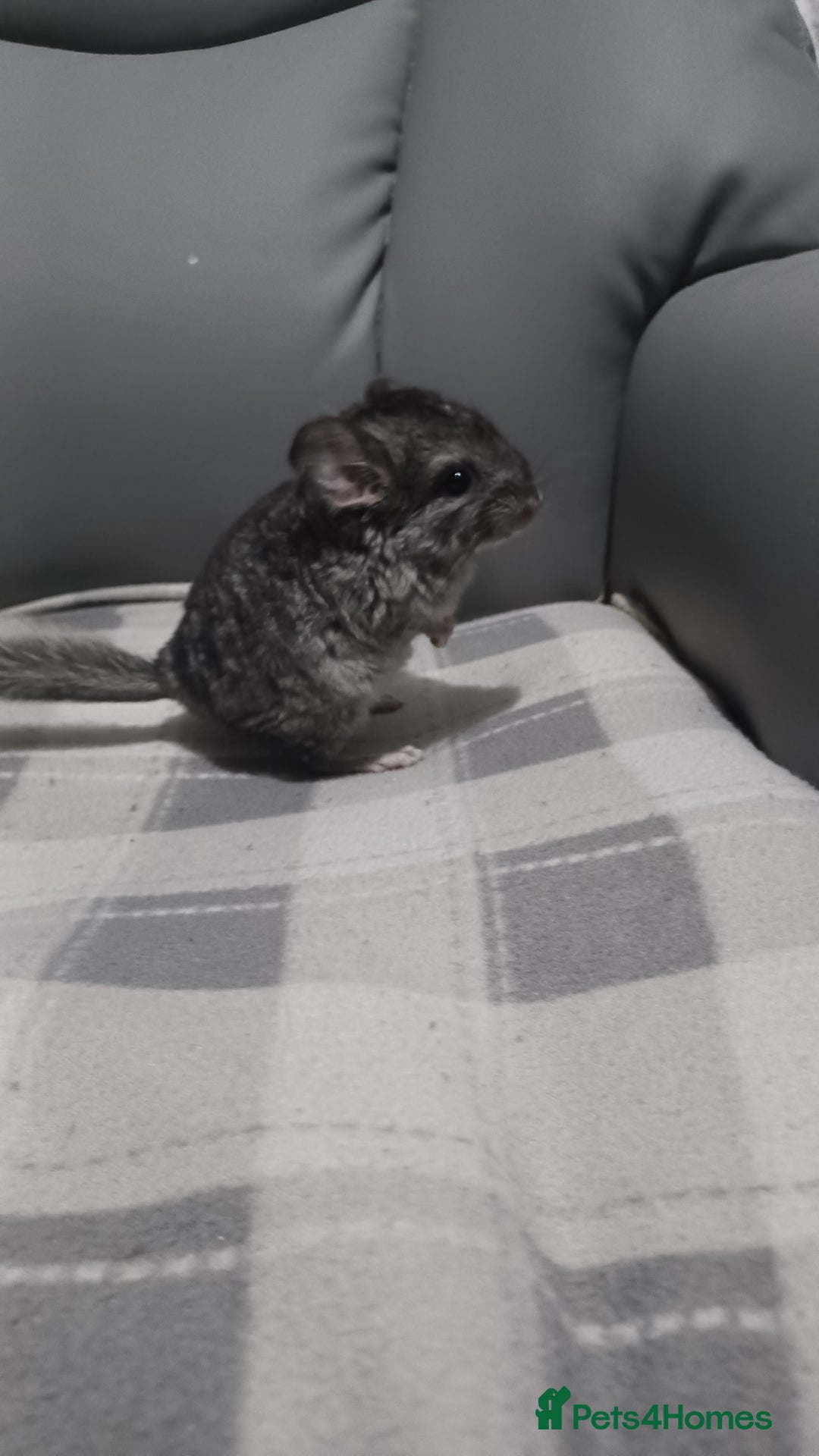 Chinchilla rodents for sale: Chinchilla kits to reserve  - Advert 15