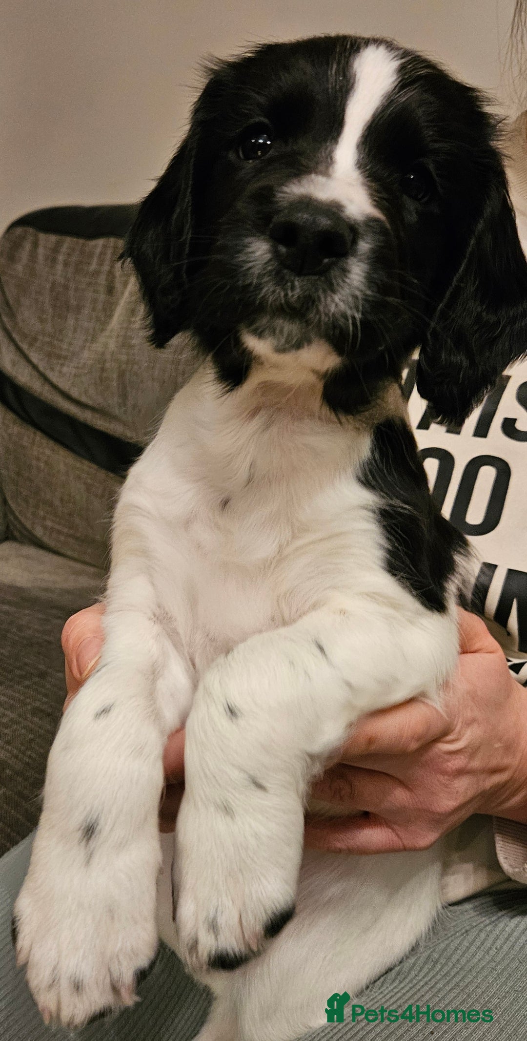 English Springer Spaniel dogs for sale: ✨ KC Registered Springer Spaniel Puppies ✨ - Advert 38