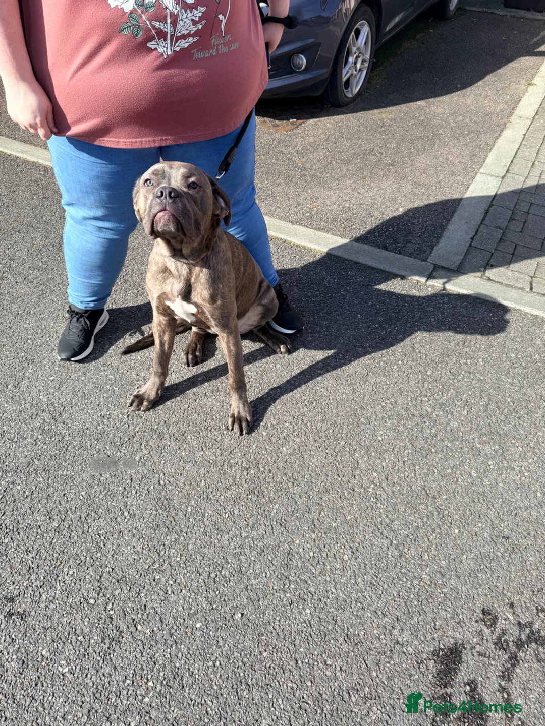 Cane Corso dogs for sale: 8 month old cane corso  in Morden - Advert 4