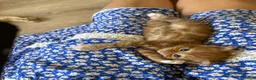 Mixed Breed cats for sale: 4 Ginger Male Kittens from 7th of September  in London - Advert 10
