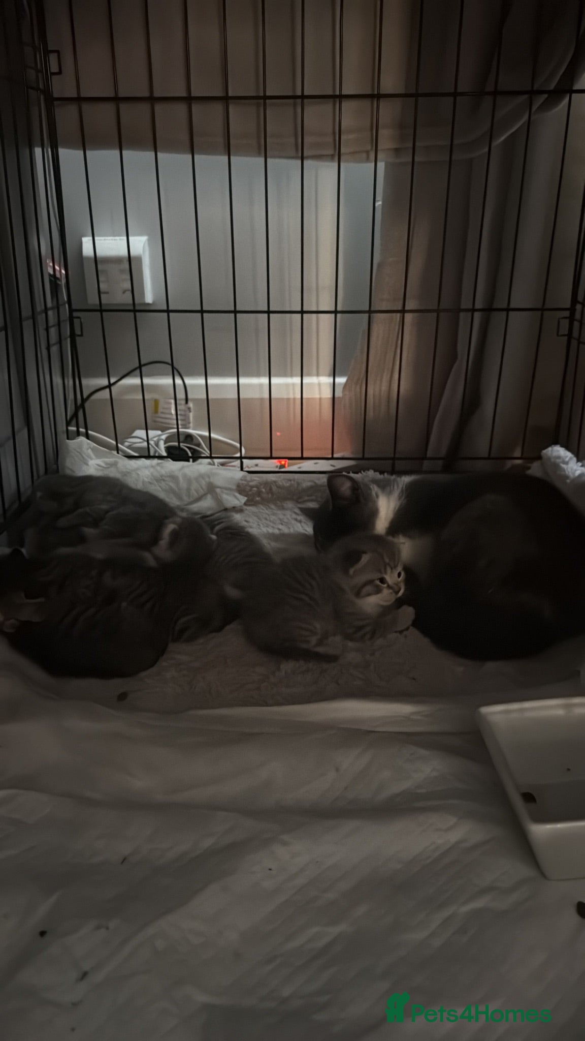 British Shorthair cats Half British shorthair kittens  - Advert 2