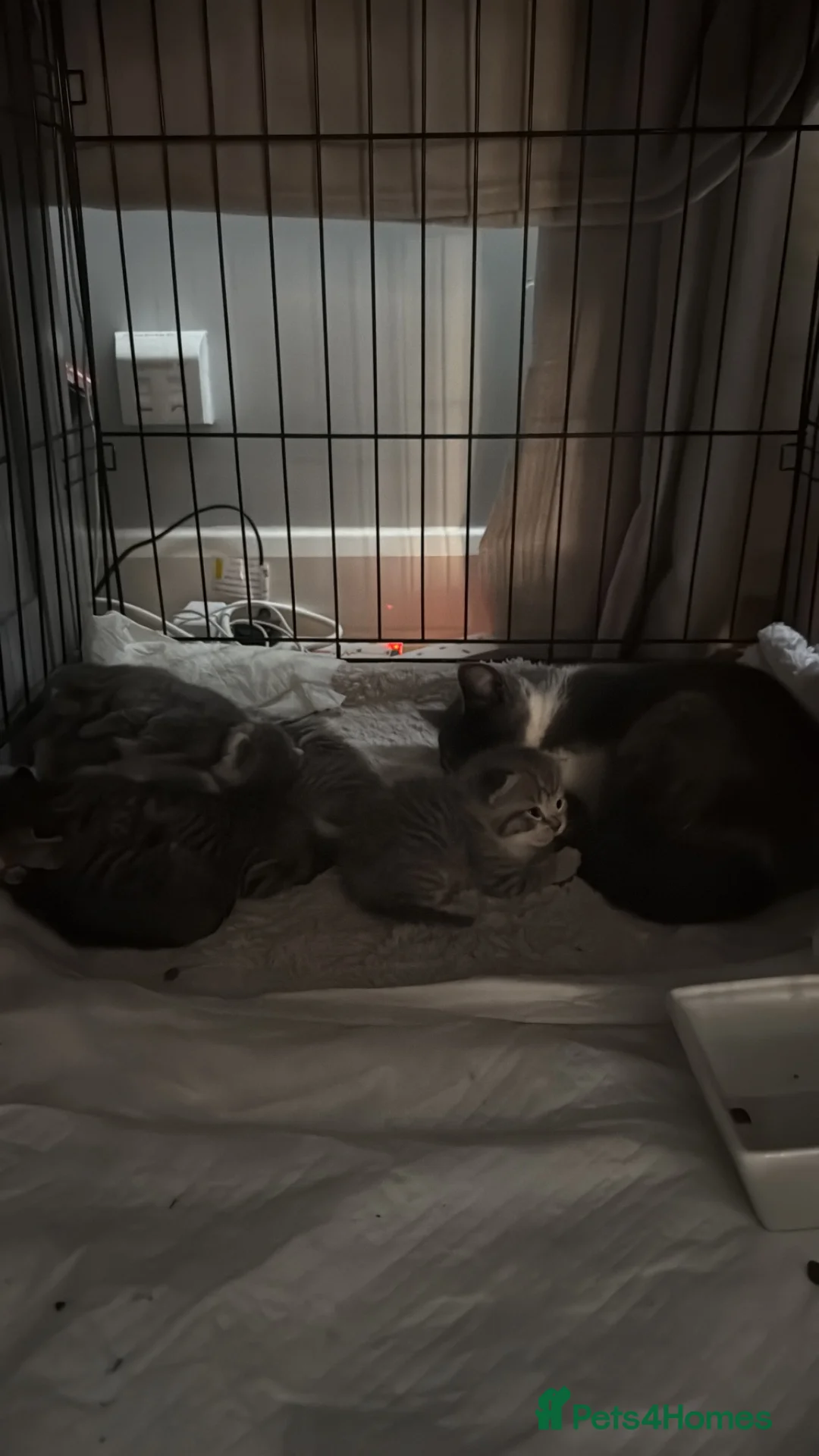 British Shorthair cats for sale: Half British shorthair kittens  - Advert 2