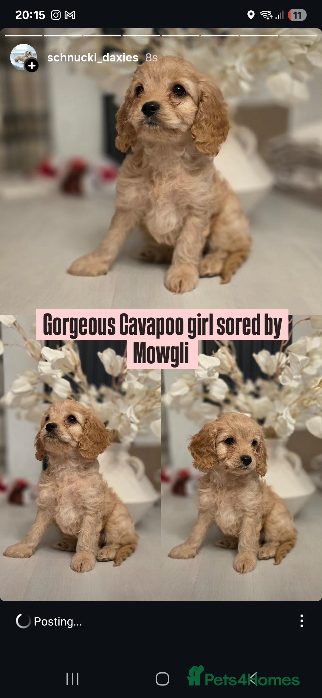 Toy Poodle dogs for stud: Toy poodle stud boy  in Blackburn - Advert 38