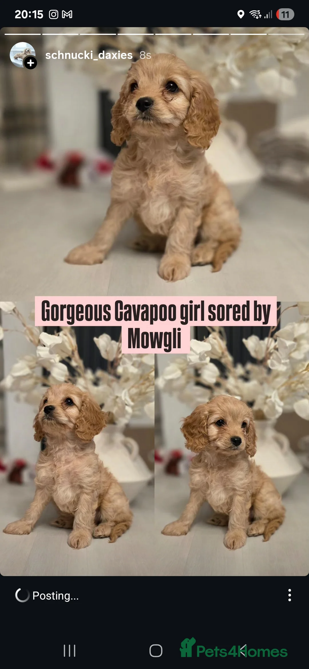 Toy Poodle dogs for stud: Toy poodle stud boy  in Blackburn - Advert 36