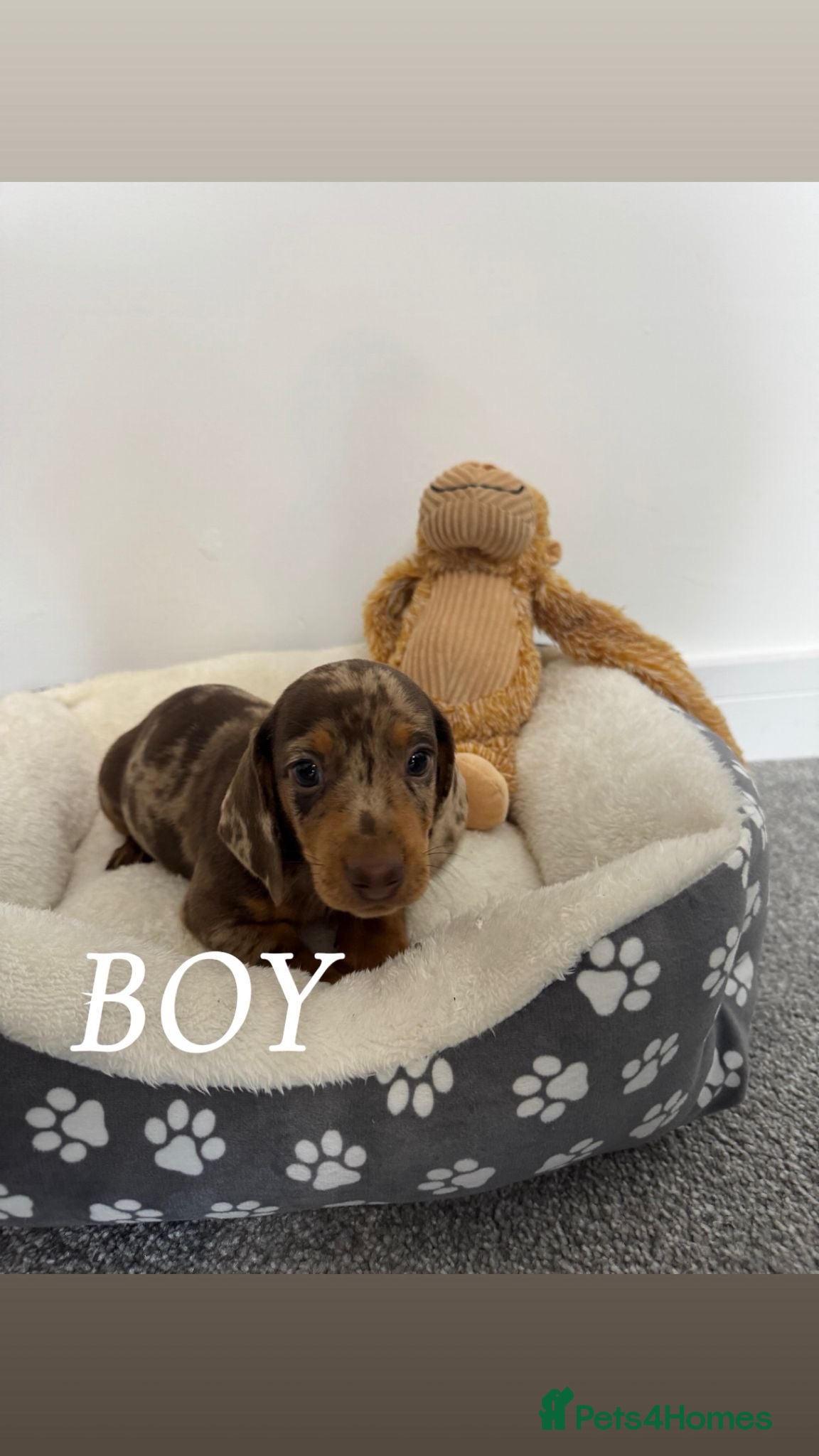 Miniature Dachshund dogs miniature dachshund - Advert 2