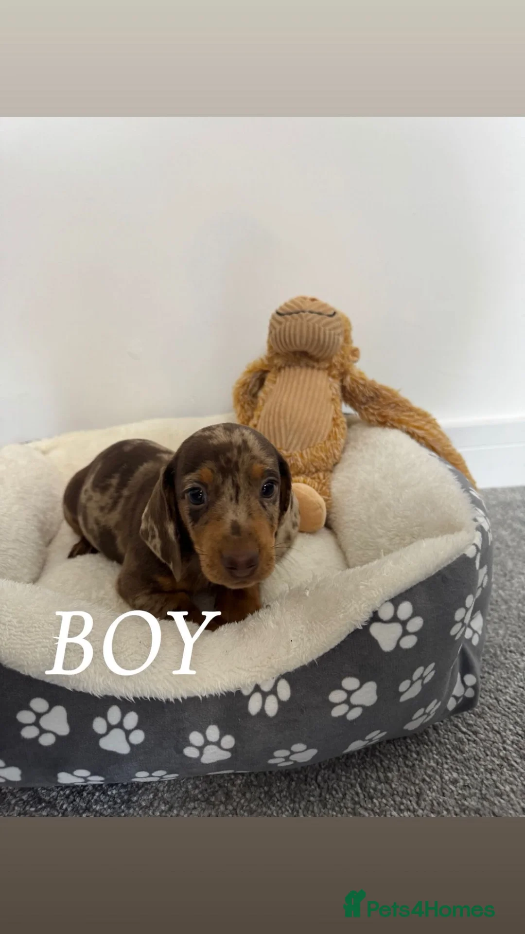 Miniature Dachshund dogs for sale: miniature dachshund - Advert 1