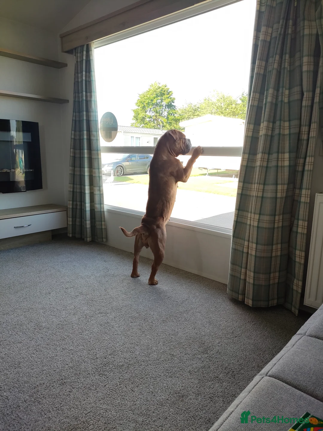 Mixed Breed dogs for sale: Rehoming needed - Advert 3