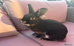 Lionhead rabbits for sale: Coco & Binky Neutered & Fully Bonded Rabbits - Image 6