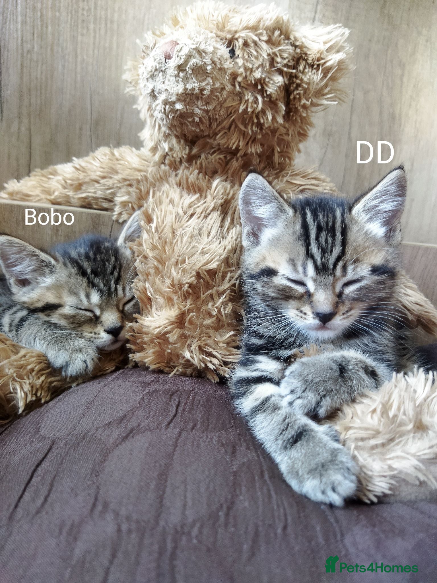 Bengal cats Beautiful kitten ready for new home 🐾🐈 - Advert 2