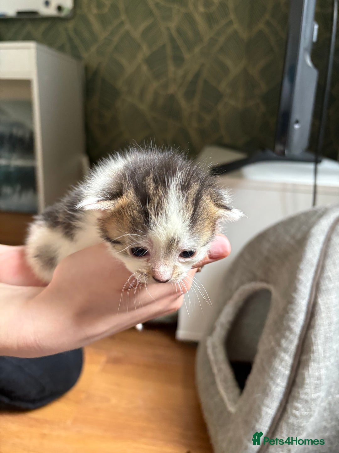 Mixed Breed cats for sale: Little kittens  - Image 8