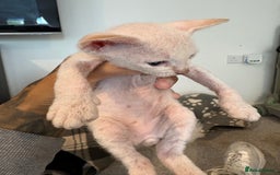 Sphynx cats for sale: Sphynx Kittens ready to go now! - Image 5