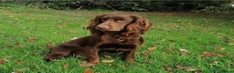 Cocker Spaniel dogs for sale: EXCEPTIONAL WORKING COCKER SPANIEL PUPPIES - Advert 13